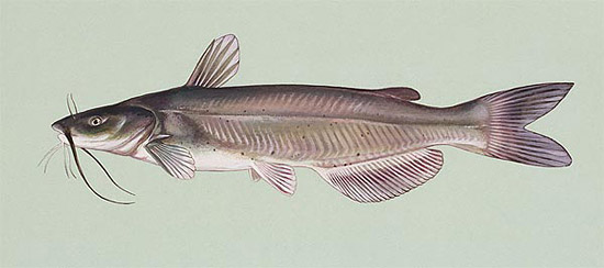 Channel catfish