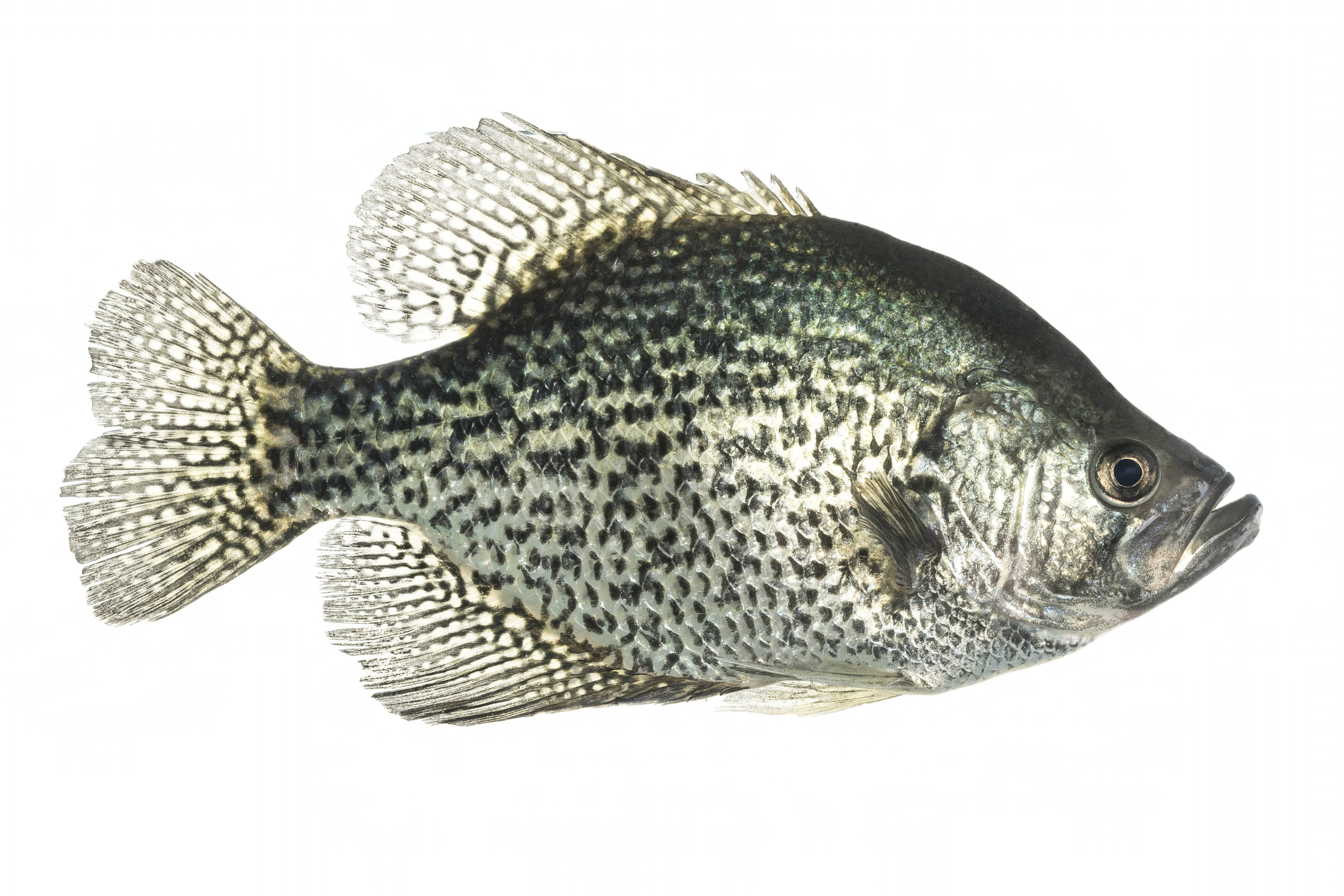 Black crappie
